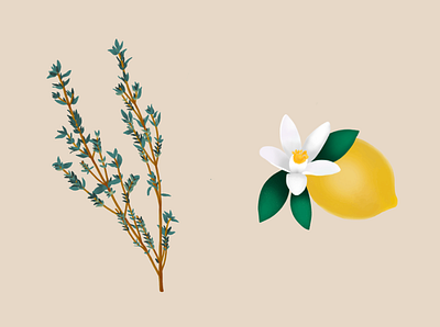 Thyme and Lemon Illustrations branding hand drawn icons illustration personal project procreate