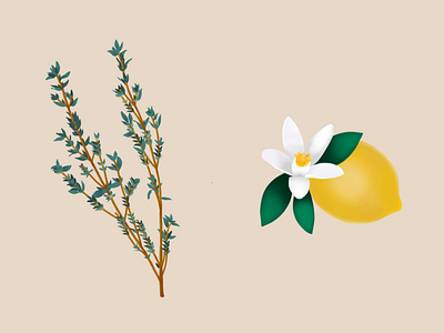 Thyme and Lemon Illustrations