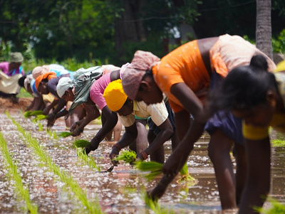 Image of our Indian Farmers farmers day indian farmers national farmers