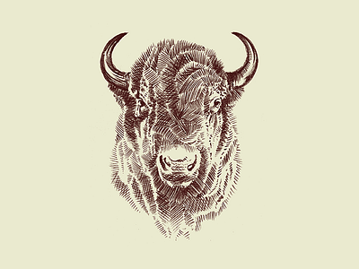 Bison bison buffalo illustration sketch