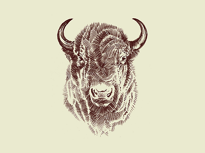 Bison