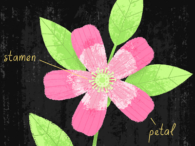 Rosa Glauca botanical cute digital flower illustration leaf petal photoshop rose wildflower