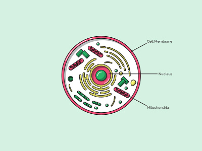Cell cell diagram icon illustration infographic membrane mitochondria nucleus science slice