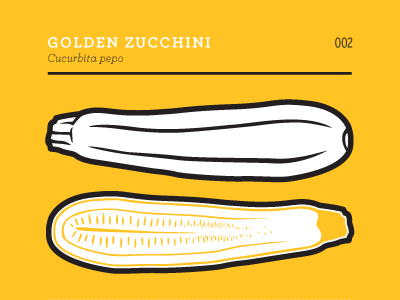 Zucchini gold golden heirloom illustration prints vegetable yellow zucchini