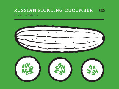 Russian Pickling Cucumber cucumber green heirloom prints produce vegetable