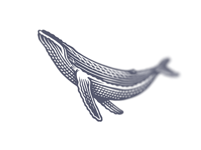 More whale bw engraving illustration logo whale