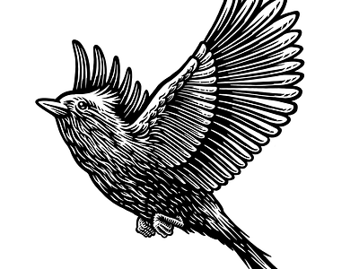 Larks birds branding bw feathers illustration larks