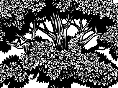 trees bw illustration oak tree