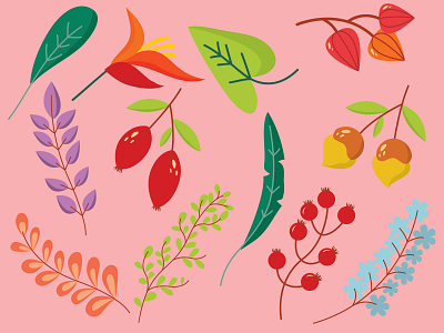 Vector Illustration Botanical Set