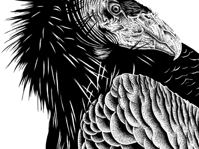 Bird bird drawing illustration point style