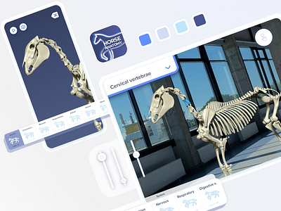 App Horse Anatomy app design ui ux