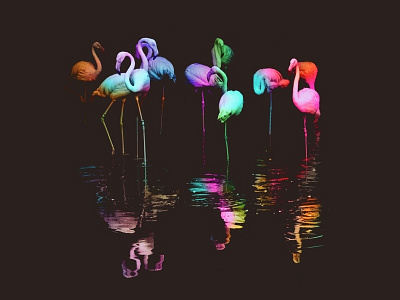 Flamingos abstract bird flamingo nature reflection water