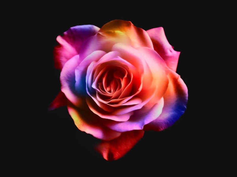Rose rose petals petal organic natural nature flower abstract