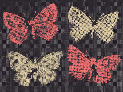 Butterfly Collection