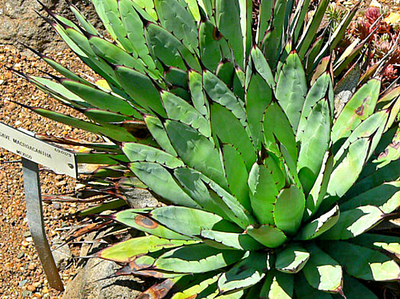 Agave Macroacantha Care Guide | Black-Spined Agave succulent plant cactus garden