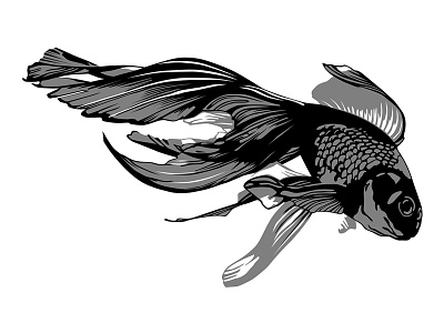 Black Goldfish animal art artwork black fish goldfish graphic simple smoothie water wish