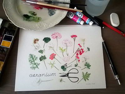 Geranium study botanical composition feminine flower geranium illustration lettering nature painting pattern plant sketch