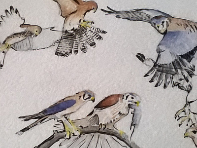 Kerstels in motion - mini notes animal aquarell bird drawing falcon ink kerstel painting sketch study watercolor