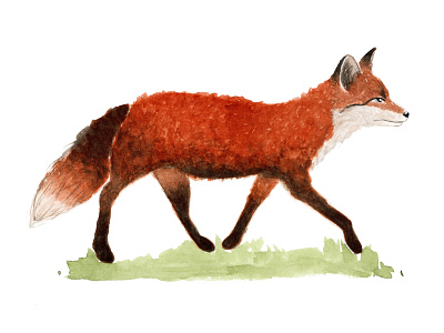 Fox animal book character children draw figure fox illustration kids kids book watercolor