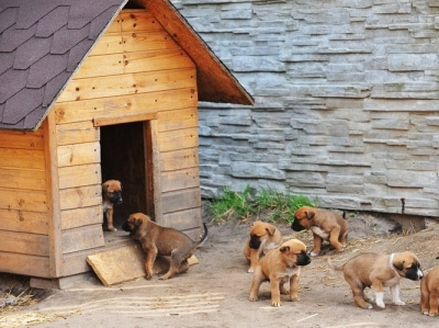 best outdoor dog houses