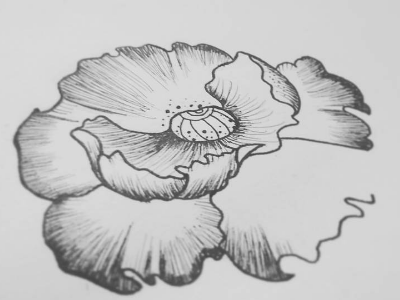 Flower study flower illustration nankin sketch study
