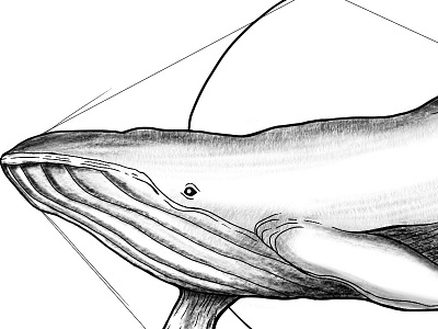 Whale wars illustration sketch whale