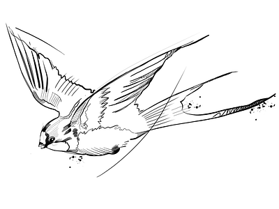 Swallow bird manga sketch swallow