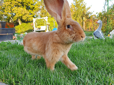 Nina rabbit
