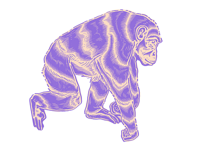 Chimp