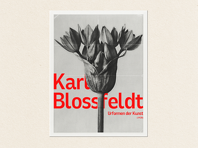 Blossfeldt | Grid study design grid photoshop poster design