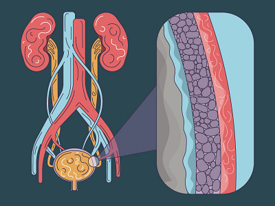 The Urinary System bladder diagram kidneys killer infographics medical system tyler stockdale urinary veins