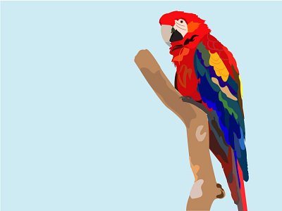 parrot illustraion illustration illustrations