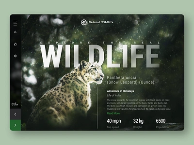 Wildlife Adventure - Blog adventure animal blog blog post branding concept design earth graditant graphic design jungle leopard nature snow leopard typography ui uiux ux wildlife wildlife website