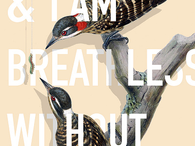 John Gould Series x Nick Cave - Poster illustration john gould typography