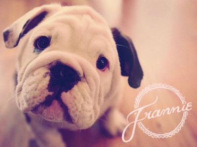 Frannie Script Logo baby bulldog dog frannie logo panties peach pet peeve pets pink puppy script