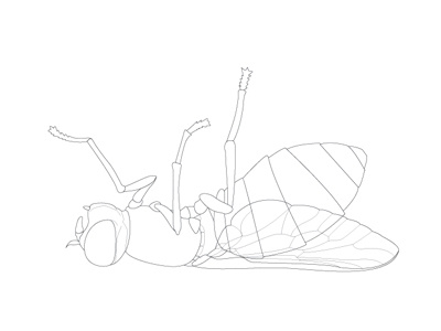 Horsefly Lying dead fly horsefly linework lying down vector