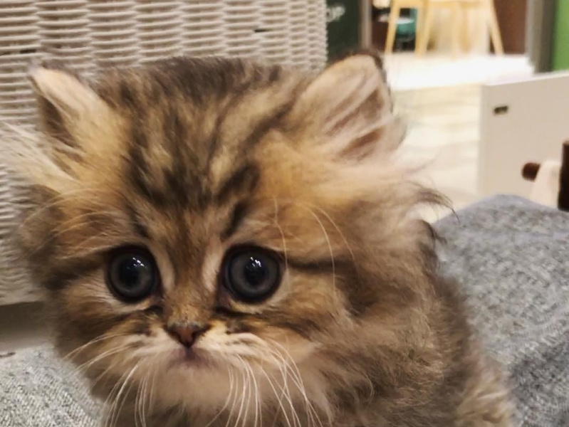 ragamuffin for sale near me