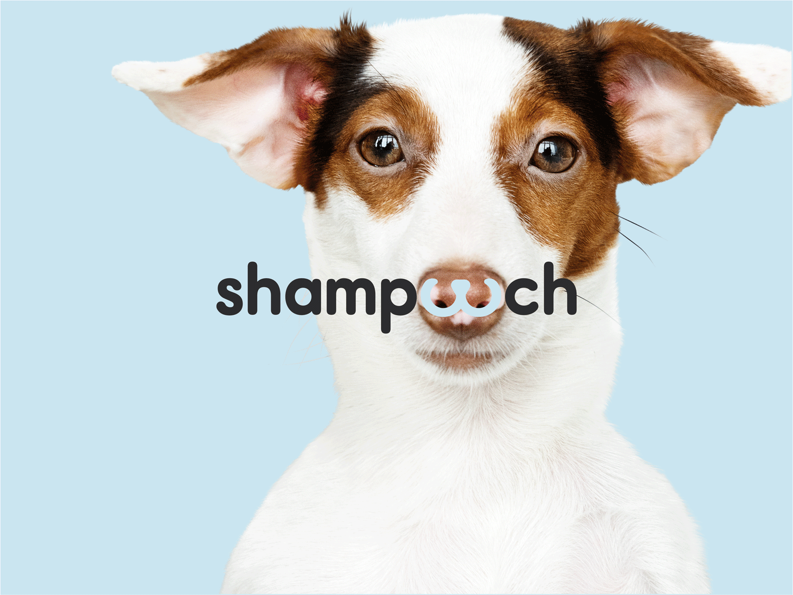 Shampooch - Shop & grooming for dogs - Logo brand design branding design graphic de logo