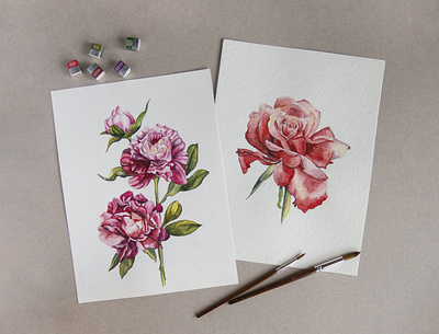 Peonies and rose watercolor botany flowers flowers illustration freehand drawing nature pion rose flower watercolor