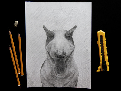 Bull terrier dog a pet animal animal art freehand drawing pencil picture