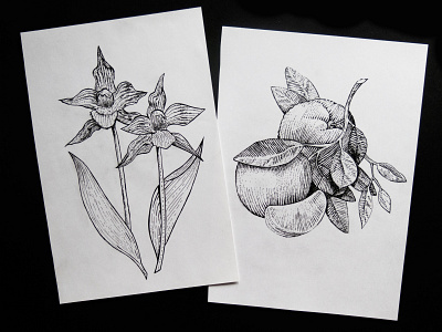 Dotwork drawings drawings flower flowers flowers illustration freehand drawing fruit gel pen graphic arts illustration liner nature old technique orange paper picture