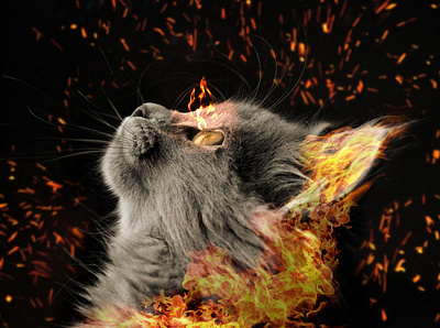 Cat on Fire 3d animal animals cat design fire graphic design graphics photoshop wallpaper