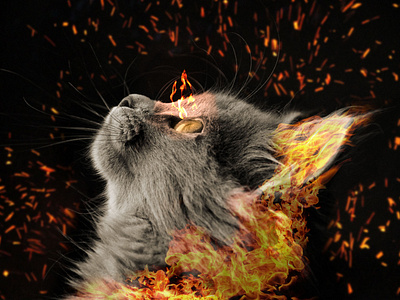 Cat on Fire