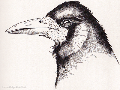 Rook corvid crow drawing illustration ink micron raven rook