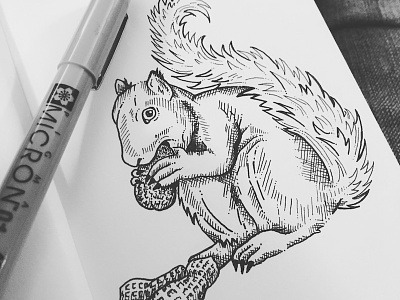 Inktober 2016 - Collect animal drawing illustration ink inktober inktober2016 nature pen and ink squirrel