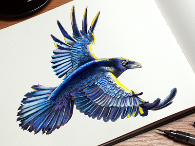 Raven in Flight art bird colored pencils flight ink raven vogel