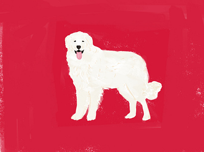 Kuvasz crayon dog illustration