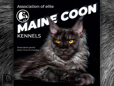 Club Maine Coon social media collage design instagram post instagram stories landing page social media banner social media design web design