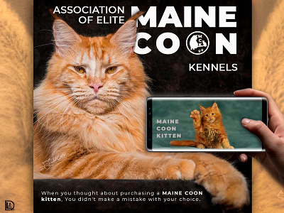 Maine Coon Kennel social media collage instagram post instagram stories landing page social media banner social media design web design