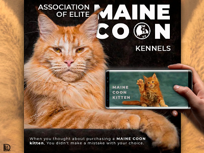 Maine Coon Kennel social media